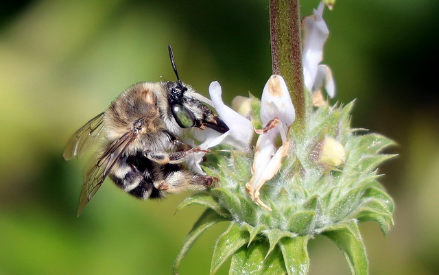 California Digger Bee (Anthophora californica)