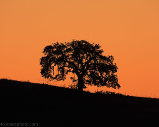 Autumn Sunset and Oak Tree, Calaveras County, CA