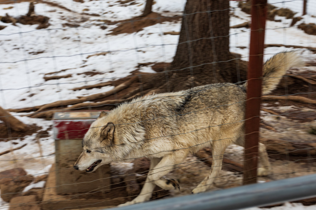 Colorado Wolf and Wildlife Center Divide, Colorado Flickr