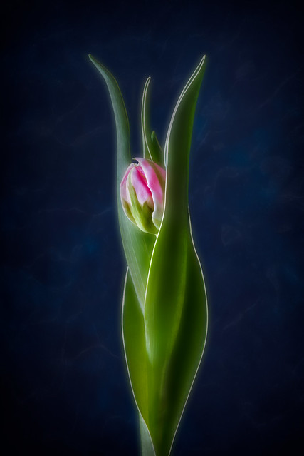 Trident Tulip