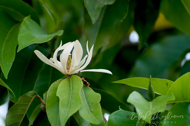 Magnolia champaca | Chembakam Flower | Champak | Golden champa | Yellow champa