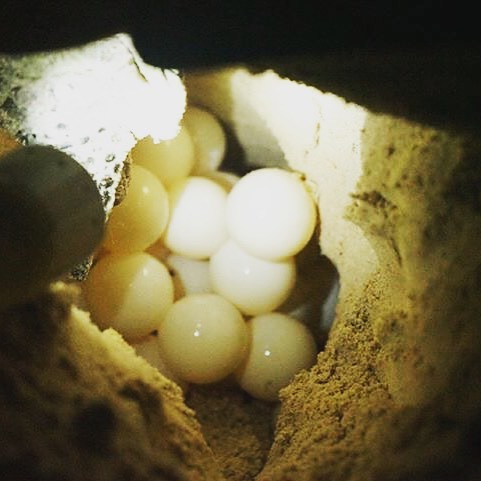 Phượt Hot - Phượt Côn Đảo xem rùa đẻ trứng (29)
