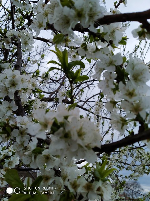 White Spring!!
