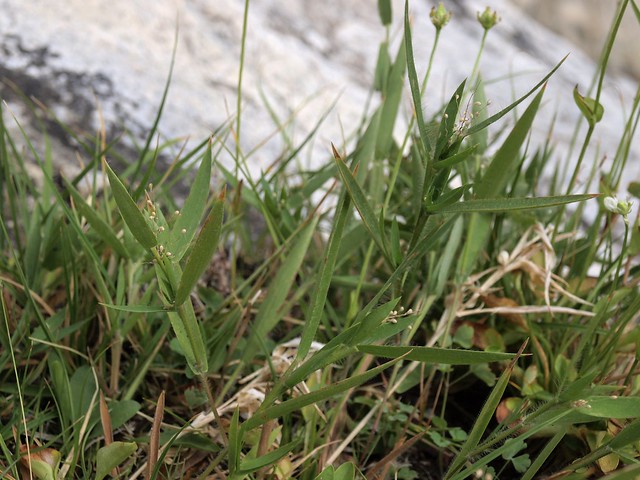 peat grass, Dichanthelium acuminatum subsp. fasciculatum