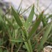 Flickr photo 'peat grass, Dichanthelium acuminatum subsp. fasciculatum' by: Jim Morefield.
