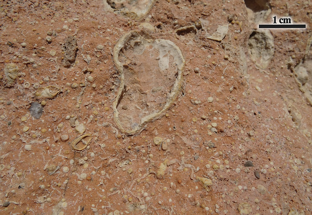 Nódulos calcáreos en paleosuelo sobre abanico torrencial - Cala Recuita (Ibiza, Islas Baleares, España) - 07