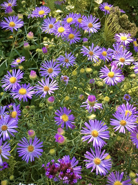 Dainty Aster