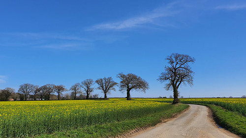 sky field blue yellow green tree norfolk landscape social distancing covid19 road