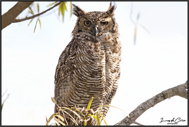 Ñacurutú, Bubo virginianus, (Gmelin, 1788) Great Horned Owl, Jacurutu