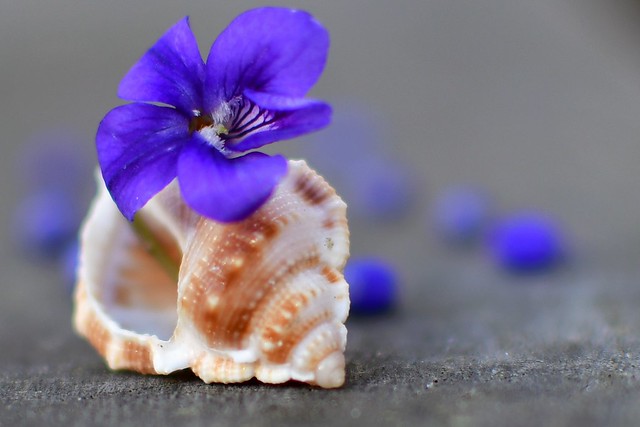 Flowery shell