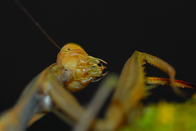 Alien. Simpatica mantis