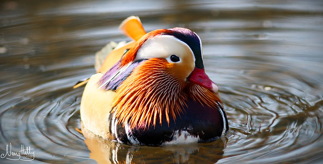 Mandarin Duck (Male) - IMG_7342 - Edited