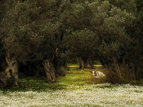 trees olivetrees cow green flowers wildflowers spring outdoor landscape animal nature lesvos lesvosisland mytilene greece greek hellas hellenic greekisland greeknature nikoncoolpixb700 nikon nikonb700