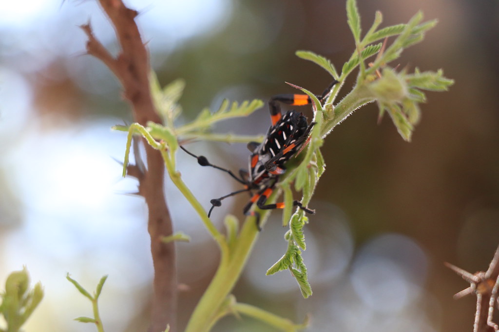 Chinche. Gigante de mezquite o Xamui, este pequeño insecto… | Flickr