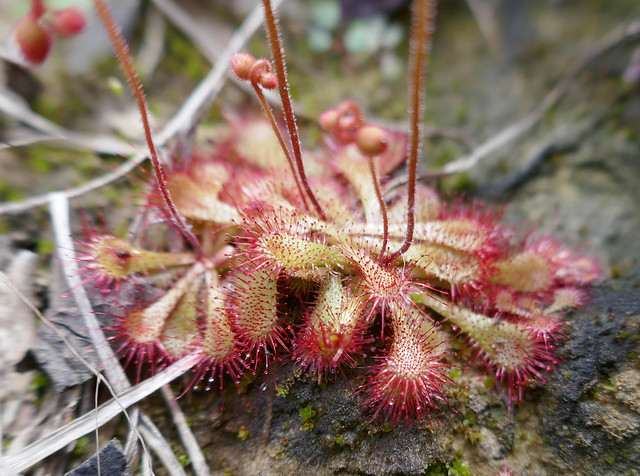 Carnivorous plant waits for insects to visit - Drosera rotundifolia - Explore!