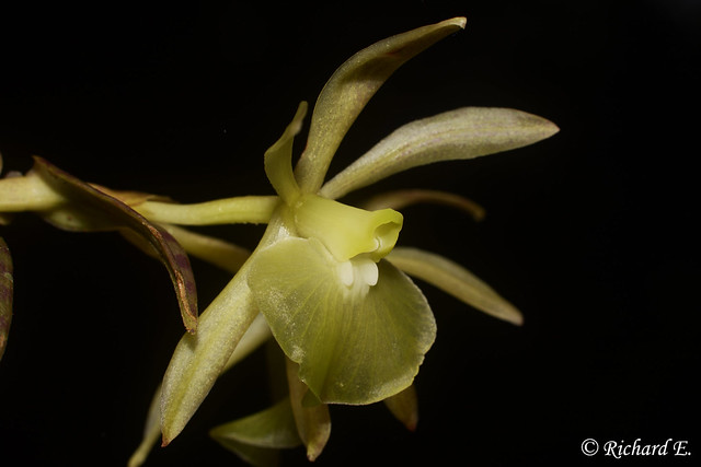 Epidendrum miradoranum Dodson & D.E. Benn.