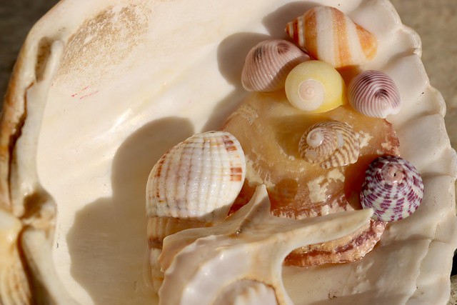 Natural  shells