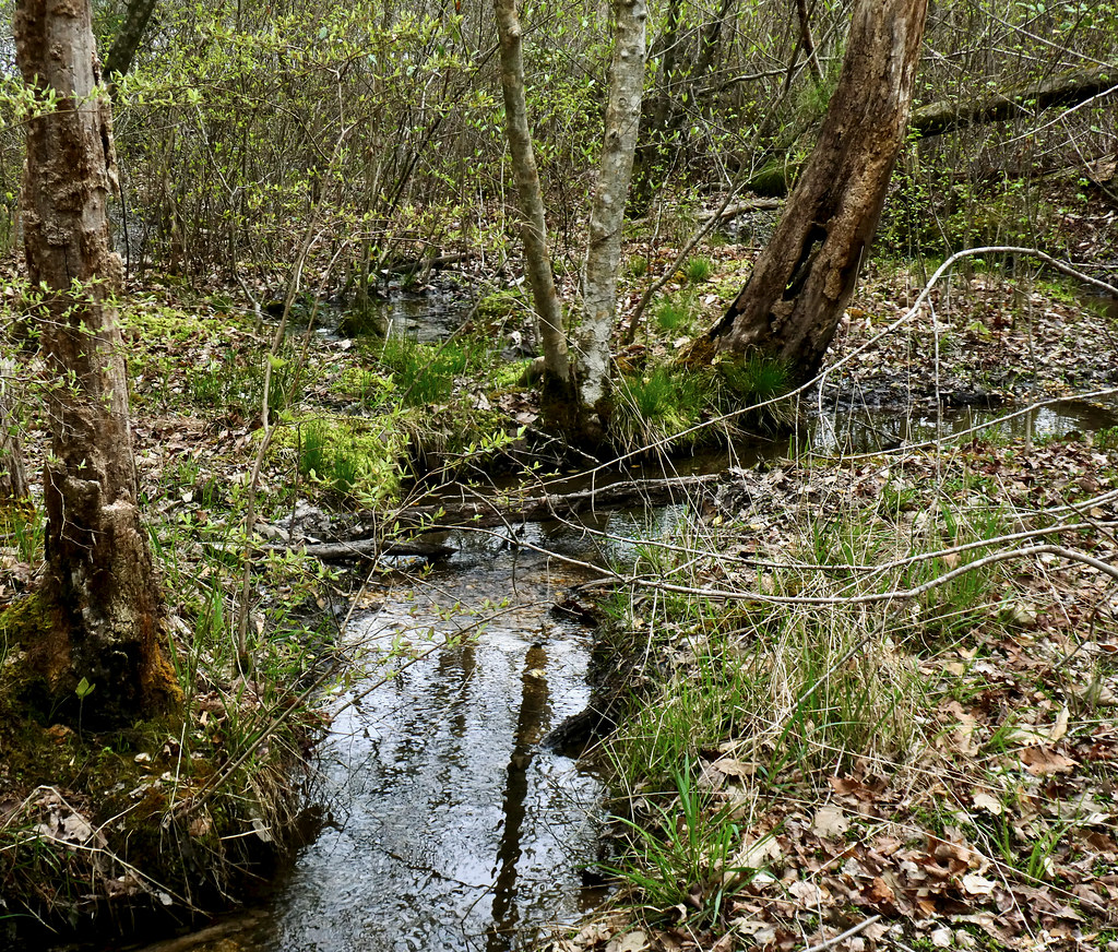 Green Trail