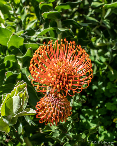 sandiego ranchopeñasquitos pincushions leucospermumsunrise orange flowers bee garden outside green