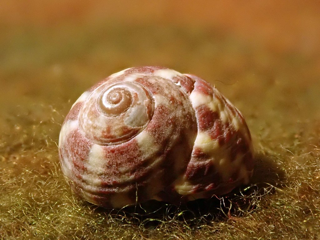 Shell Naturele MM -