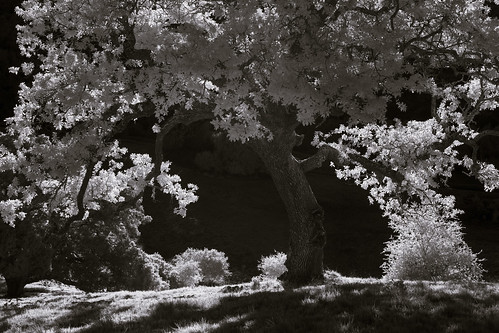 oak tree foliage grass bush sunlight mountburdell marincounty landscape california blackandwhite infrared backlight spring
