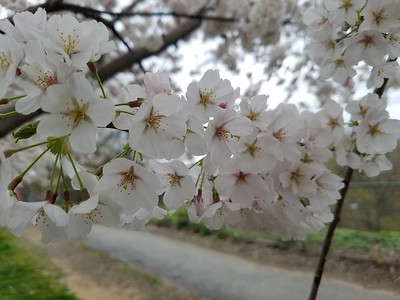 Rose Park's Cherry Blossoms