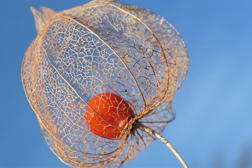 Chinese lantern | by veebruar