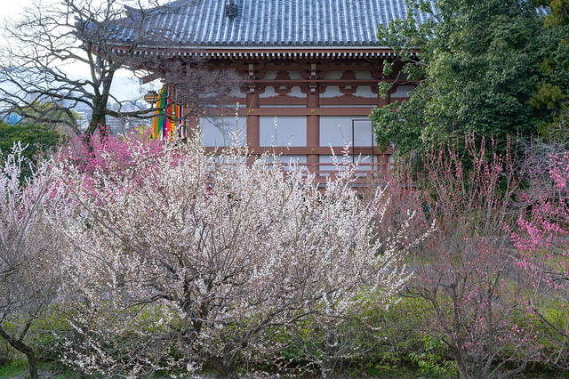 智積院24・Chishakuin Temple