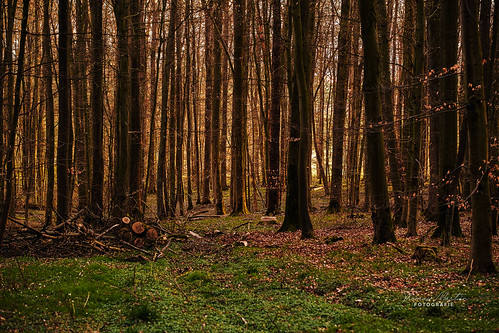 Abendlicht by Thomas Martin NDST, wald wood nordhessen niedenstein fujixt3 natur sunrise sonnenuntergang sunset