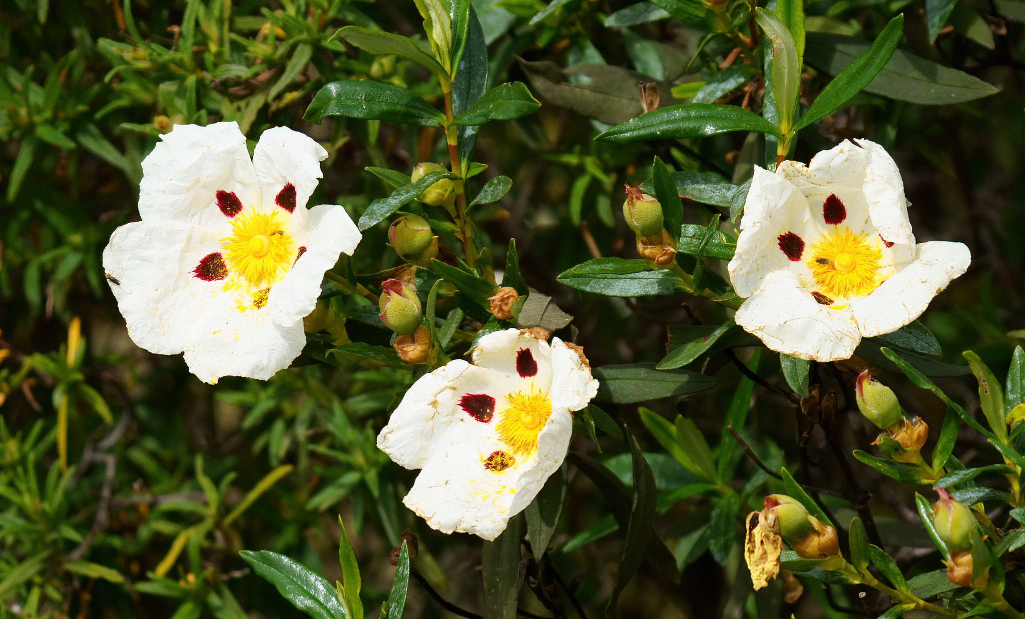 Gum Rock Rose - this was everywhere in the Mertola area