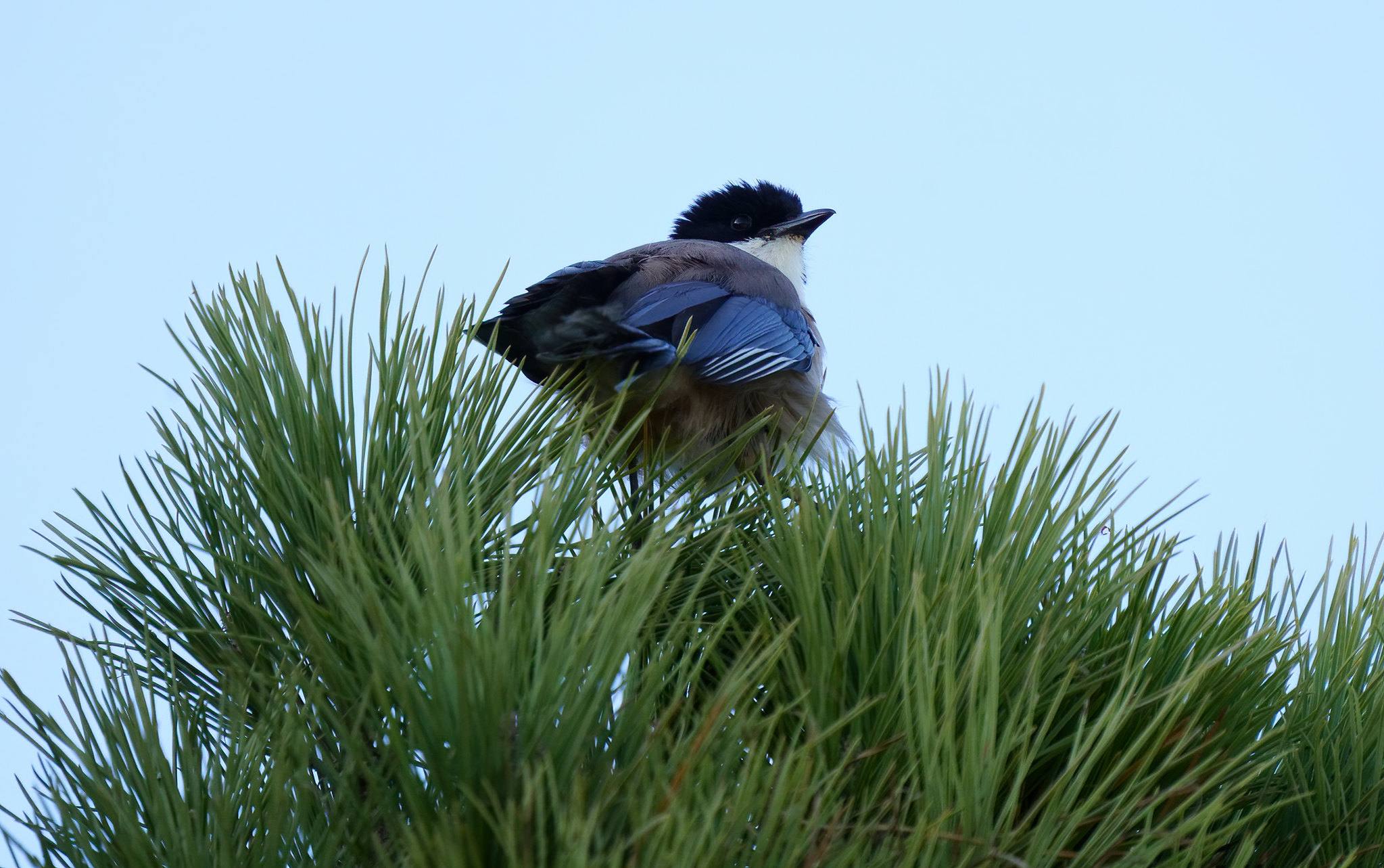 Azure-winged Magpie - everywhere, but so difficult to photograph