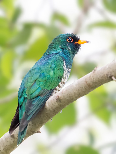 Asian Emerald Cuckoo