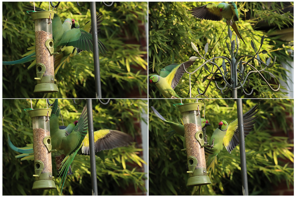 London Parakeets