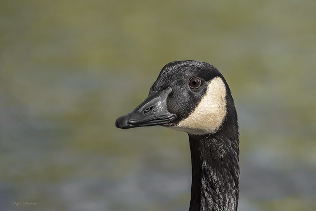 Cackling goose portrait