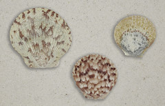 Florida Seashells