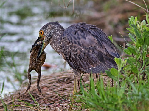 Yellow-crowned Night-Heron immature with frog 02-20200323