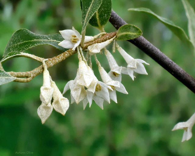 Autumn Olive - Elaeagnus umbellata - Elaeagnaceae family