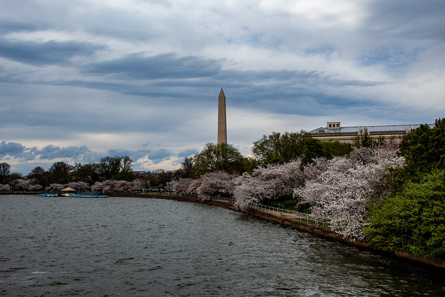 Tidal Basin, Cherry Blossoms and Washington Monument