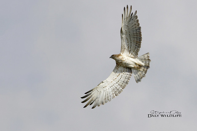 Short-toed Eagle  (Circaetus gallicus) flight_w_4992
