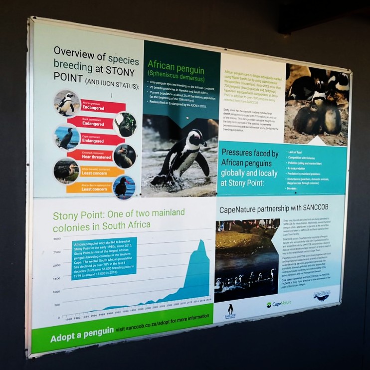 Information about South African Penguins