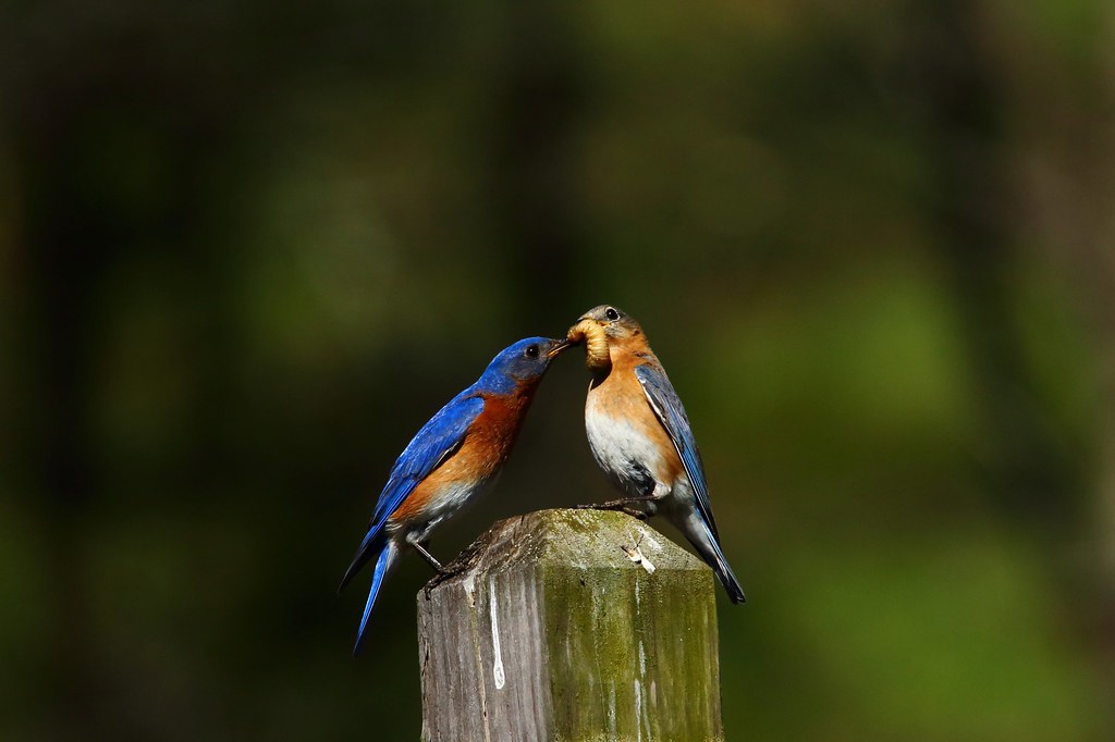 Bluebirds cropped (1) | Birding is a great spring acitivity | Flickr