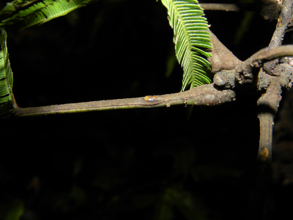 Parkia pendula (Willd.) Benth. ex Walp. * Guanacastillo - Ardillo - Tamarindón *