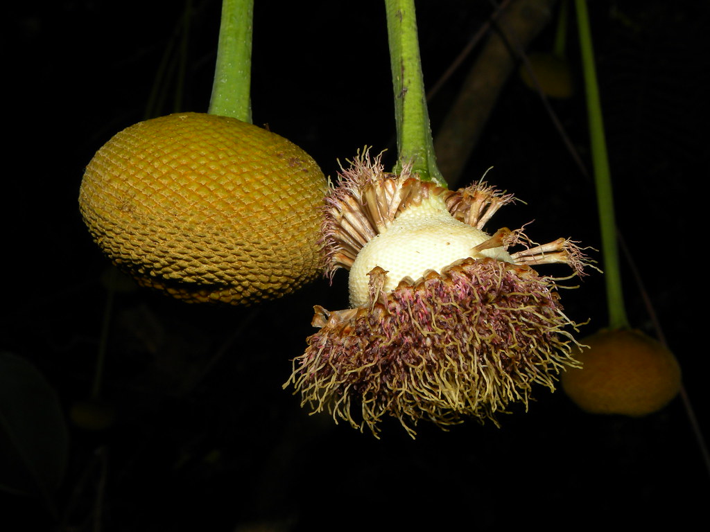 Parkia pendula (Willd.) Benth. ex Walp. * Guanacastillo - Ardillo - Tamarindón *