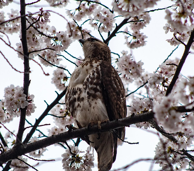 Hawk hiding in Cherry Blossoms