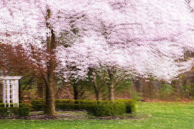 Cherry Blossom-- Impressionistic Photography
