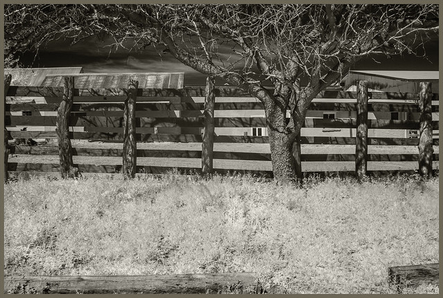 Empire Ranch IR #11 2020; Tree & Fence