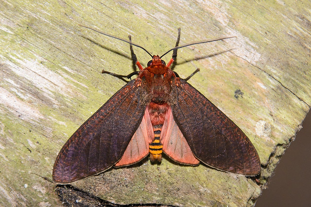 Mariposa (Ammalo helops) fêmea