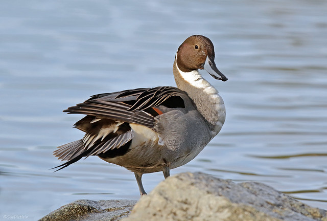 Northern Pintail - 094A5725a2c2