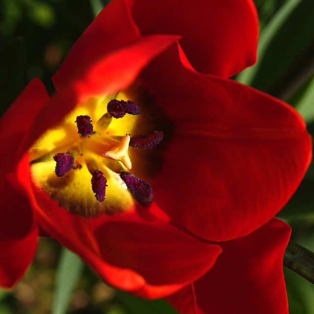 Red and yellow spring flower