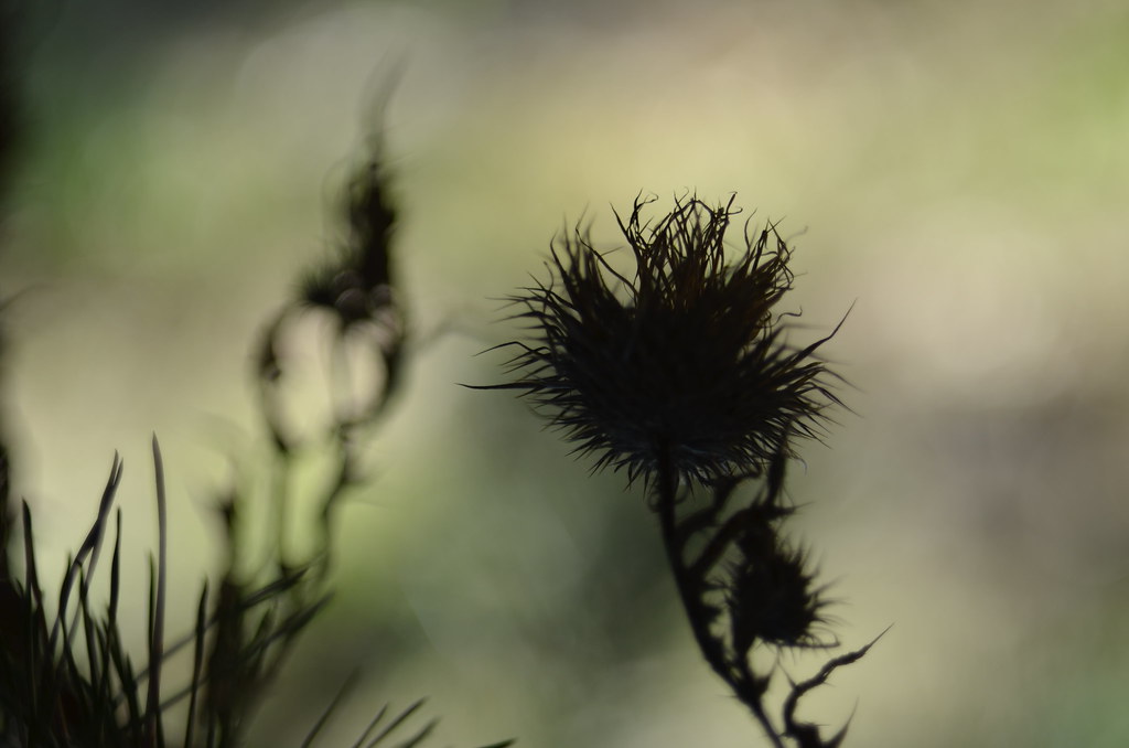 Dry thistle inflorescence.